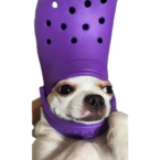 Crocdog