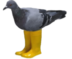 Pigeon In Yellow Boots