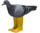 Pigeon In Yellow Boots